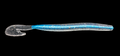 Curly tail worm