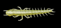 Hellgrammite
