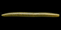 Bubba's bait stick